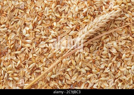 Grains de blé, plein châssis. Banque D'Images