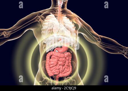 Anatomie du corps humain avec système digestif mis en évidence, illustration informatique. Banque D'Images