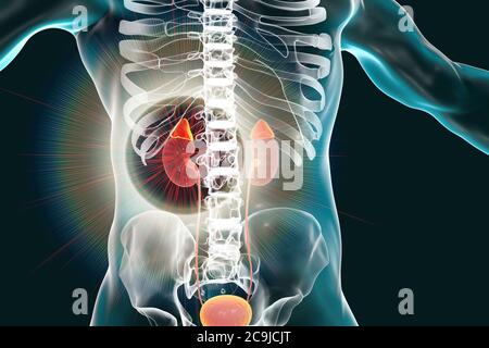 Rein et glandes surrénales mis en évidence à l'intérieur du corps humain, illustration informatique. Banque D'Images