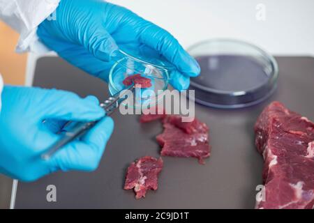 Expert en contrôle qualité inspectant la viande en laboratoire. Banque D'Images
