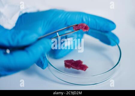 Expert en contrôle qualité inspectant la viande en laboratoire. Banque D'Images