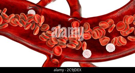 Globules rouges et leucocytes, coupe transversale d'un vaisseau sanguin, illustration informatique. Banque D'Images