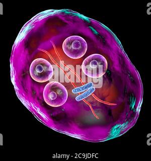 Kyste de Giardia intestinalis protozoaire, anciennement connu sous le nom de G. lamblia ou lamblia intestinalis, illustration informatique, PARASITE flagellé qui repro Banque D'Images