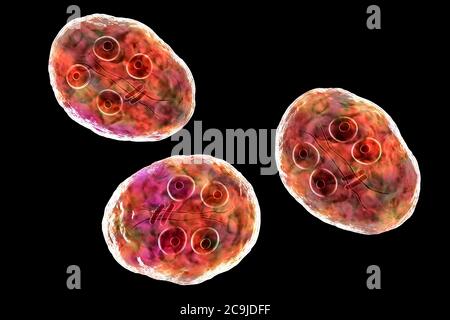 Kyste de Giardia intestinalis protozoaire, anciennement connu sous le nom de G. lamblia ou lamblia intestinalis, illustration informatique, PARASITE flagellé qui repro Banque D'Images