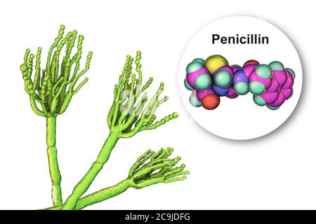 Penicillium champignon et molécule de pénicilline antibiotique. Illustration informatique d'un champignon Penicillium sp. Threads spécialisés, appelés conidiophores Banque D'Images