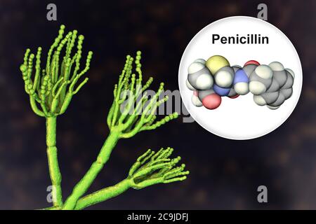 Penicillium champignon et molécule de pénicilline antibiotique. Illustration informatique d'un champignon Penicillium sp. Threads spécialisés, appelés conidiophores Banque D'Images