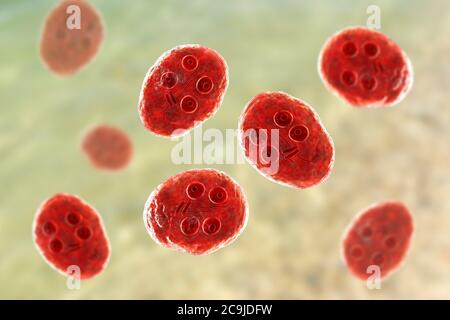 Kyste de Giardia intestinalis protozoaire, anciennement connu sous le nom de G. lamblia ou lamblia intestinalis, illustration informatique, PARASITE flagellé qui repro Banque D'Images