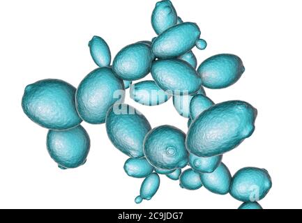 Les cellules de levure. Illustration d'ordinateur le bourgeonnement des cellules de levure (Saccharomyces cerevisiae). Connu sous le nom de boulanger ou levure de brasseur, ce champignon se compose de chanter Banque D'Images