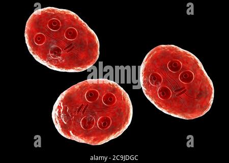 Kyste de Giardia intestinalis protozoaire, anciennement connu sous le nom de G. lamblia ou lamblia intestinalis, illustration informatique, PARASITE flagellé qui repro Banque D'Images