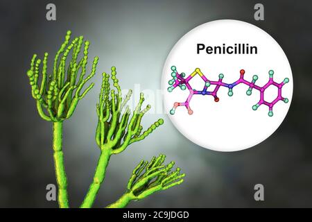 Penicillium champignon et molécule de pénicilline antibiotique. Illustration informatique d'un champignon Penicillium sp. Threads spécialisés, appelés conidiophores Banque D'Images