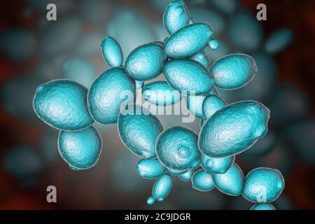 Les cellules de levure. Illustration d'ordinateur le bourgeonnement des cellules de levure (Saccharomyces cerevisiae). Connu sous le nom de boulanger ou levure de brasseur, ce champignon se compose de chanter Banque D'Images