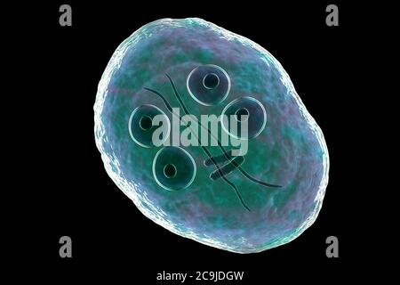 Kyste de Giardia intestinalis protozoaire, anciennement connu sous le nom de G. lamblia ou lamblia intestinalis, illustration informatique, PARASITE flagellé qui repro Banque D'Images