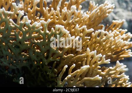 Filet feu corail gros plan. Banque D'Images