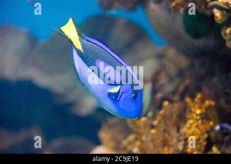 Poisson bleu Regal Tang. Banque D'Images