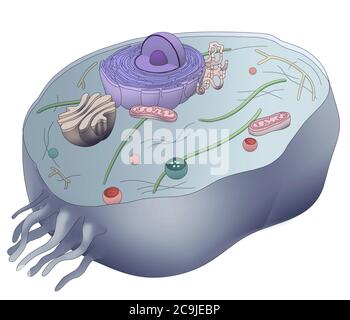 Illustration de l'ordinateur montrant l'anatomie normale des cellules humaines. On montre le noyau (violet, composé de nucléole (sphère pourpre foncé interne) et de nucl Banque D'Images