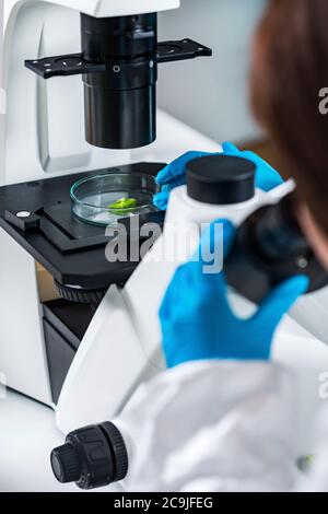 Technicien de laboratoire examinant les tissus végétaux au microscope. Banque D'Images