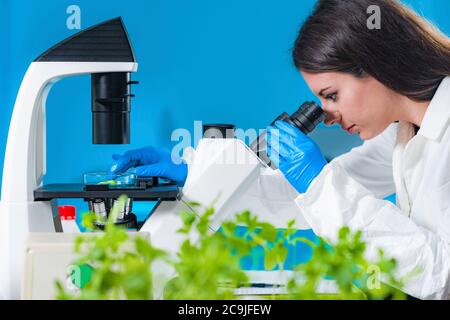 Technicien de laboratoire examinant les tissus végétaux au microscope. Banque D'Images