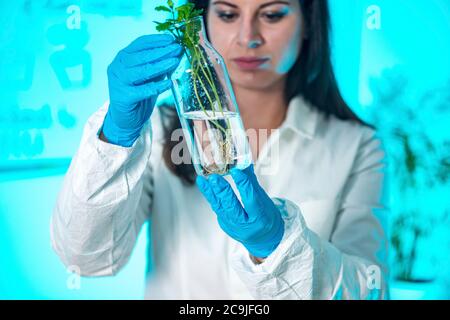 Botaniste examinant un spécimen de plante. Banque D'Images