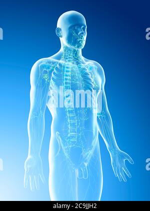 Système lymphatique, illustration de l'ordinateur. Banque D'Images