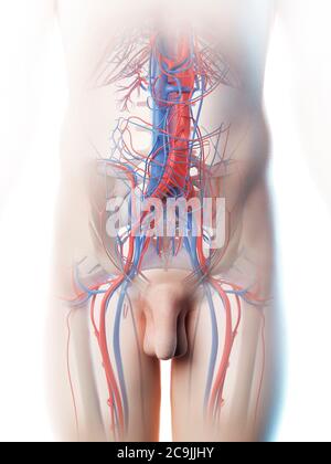 Vaisseaux sanguins abdominaux, illustration informatique. Banque D'Images