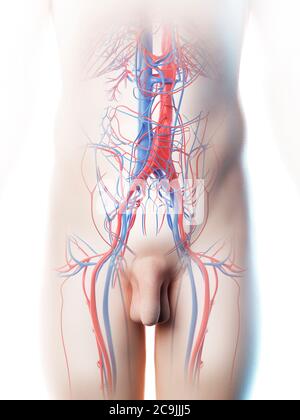 Vaisseaux sanguins abdominaux, illustration informatique. Banque D'Images