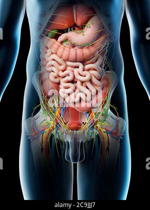 Organes abdominaux mâles, illustration informatique. Banque D'Images