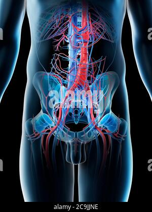 Vaisseaux sanguins abdominaux, illustration informatique. Banque D'Images