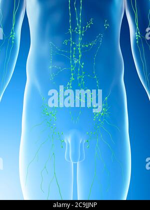 Ganglions lymphatiques abdominaux, illustration informatique. Banque D'Images