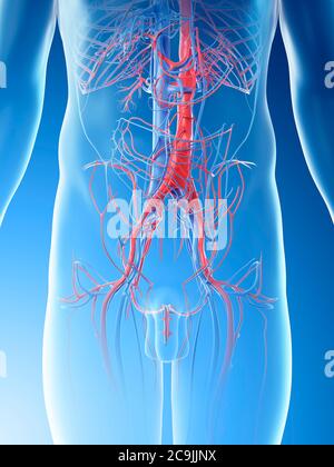 Vaisseaux sanguins abdominaux, illustration informatique. Banque D'Images