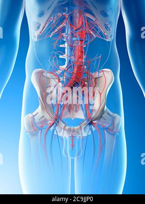 Vaisseaux sanguins abdominaux, illustration informatique. Banque D'Images