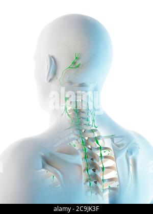 Ganglions lymphatiques de la tête et du cou, illustration informatique. Banque D'Images