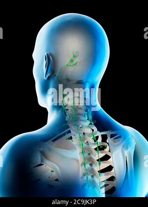 Ganglions lymphatiques de la tête et du cou, illustration informatique. Banque D'Images