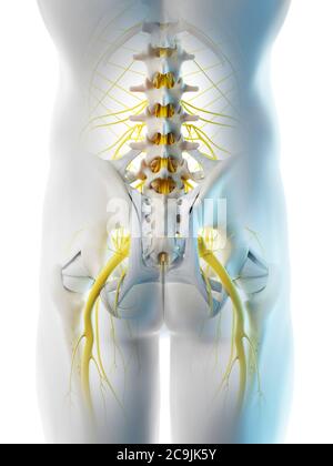 Nerfs du bassin mâle, illustration informatique. Banque D'Images
