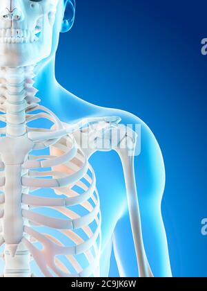 Les os de l'épaule, illustration de l'ordinateur. Banque D'Images