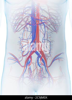 Système vasculaire abdominal, illustration informatique. Banque D'Images