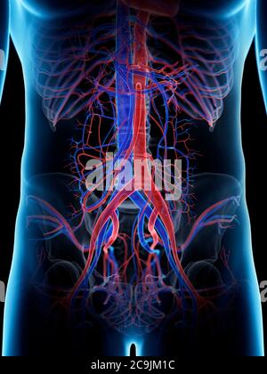 Système vasculaire abdominal, illustration informatique. Banque D'Images
