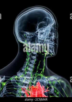 Système lymphatique du cou, illustration informatique. Banque D'Images