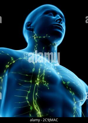 Système lymphatique, illustration de l'ordinateur. Banque D'Images