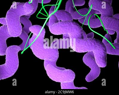 Bactéries Campylobacter, illustration informatique. Banque D'Images