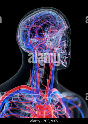 Système vasculaire de la tête, l'illustration de l'ordinateur. Banque D'Images