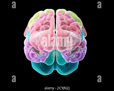 Cerveau humain, illustration de l'ordinateur. Banque D'Images