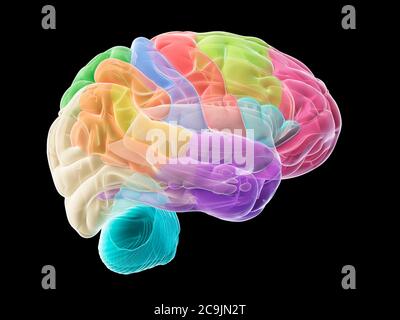 Cerveau humain, illustration de l'ordinateur. Banque D'Images