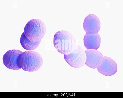 Bactéries Enterococcus, illustration informatique. Banque D'Images