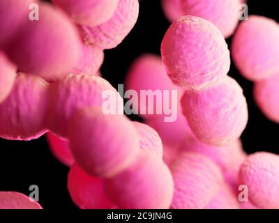 Bactéries Enterococcus, illustration informatique. Banque D'Images