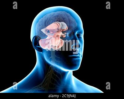 Cerveau humain, illustration de l'ordinateur. Banque D'Images