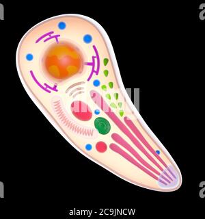 Parasite Toxoplasma gondii, illustration informatique. Banque D'Images