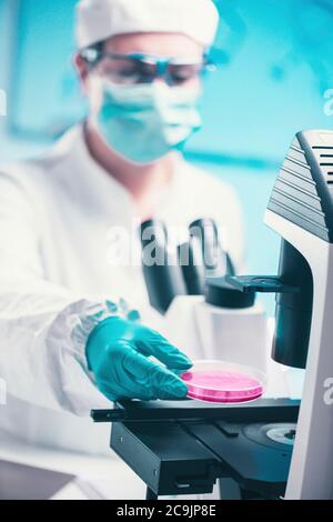 Examen de la boîte de Petri au microscope. Banque D'Images