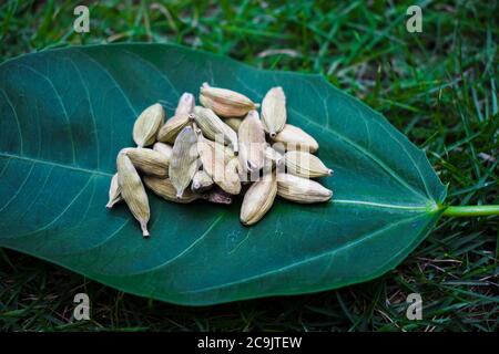 Gousses de cardamome sur la feuille, sur l'herbe à l'extérieur. Masala aux herbes de l'Inde. Épices indiennes pakistanaises utilisées dans la variété de la cuisine des plats spécialement sucrés Banque D'Images