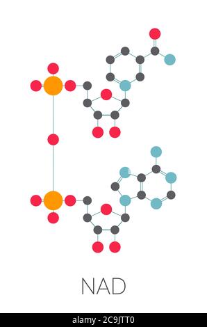 Molécule de coenzyme nicotinamide adénine dinucléotide (NAD+). Coenzyme importante dans de nombreuses réactions de redox. Formule squelettique stylisée (structure chimique) Banque D'Images