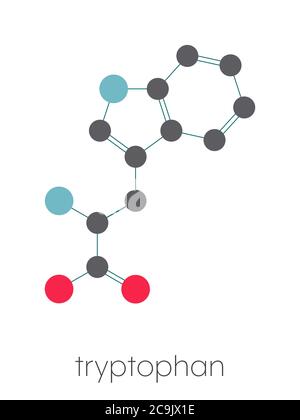 Molécule d'acide aminé tryptophane (l-tryptophane, TRP, W). Formule squelettique stylisée (structure chimique). Les atomes sont représentés sous forme de cercles à code couleur connectés Banque D'Images